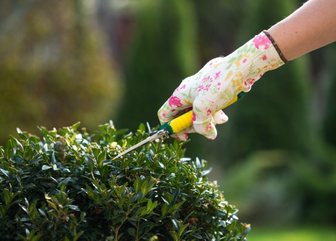 Professional garden clearance team in Norbiton removing old plants