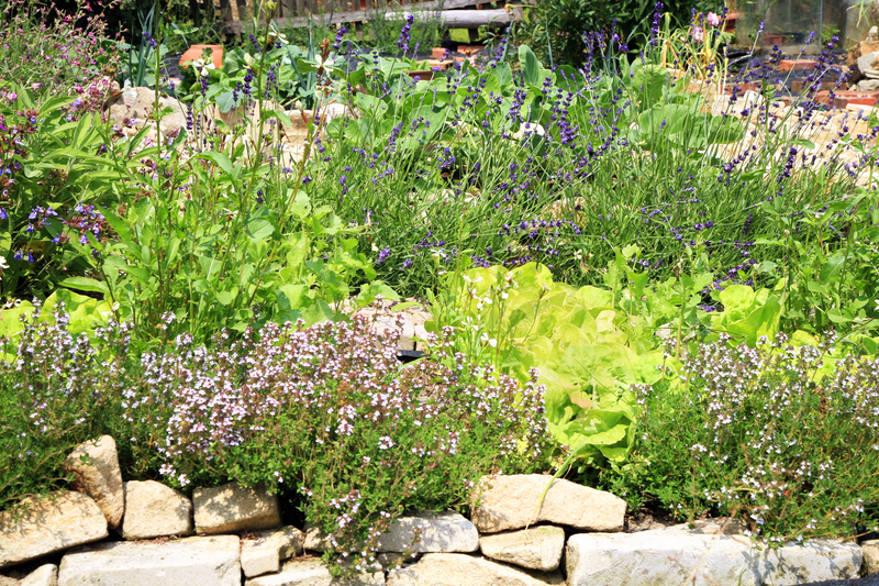 Build a Natural Outdoor Screen with These Tall Container Plants