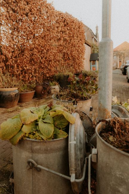 Several purple garden waste sacks tied with pink cords are stacked along the edge of a well-maintained grassy lawn, adjacent to a shrubbery with lush green foliage. The grass exhibits a mix of trimmed